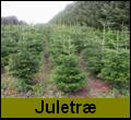 Juletr